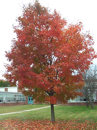 Fall Tree