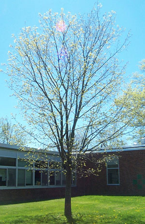 Spring Tree