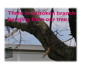 Broken branch