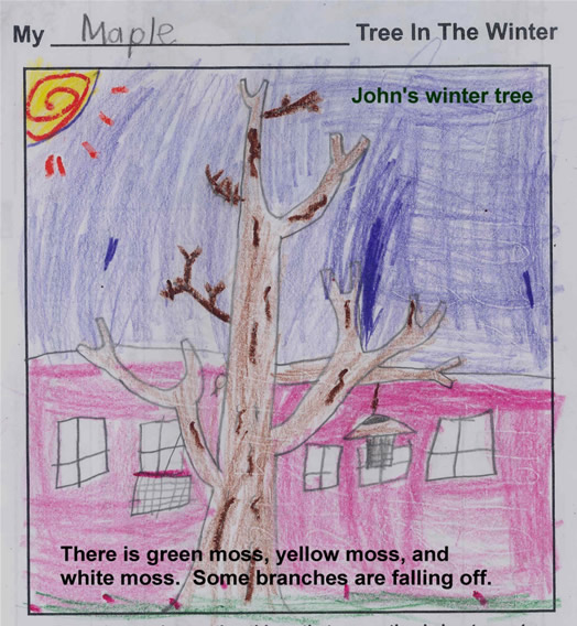 John's Winter Tree