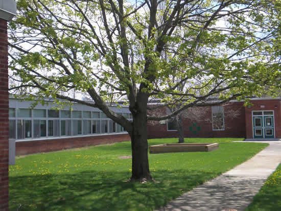 Spring Tree