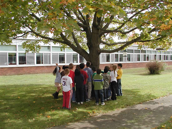 Fall Tree - Ms. Taylor's Class