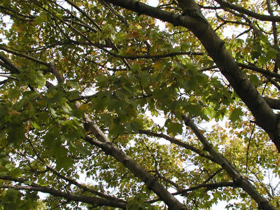 Ms. Taylor's Class - Fall Tree Branches