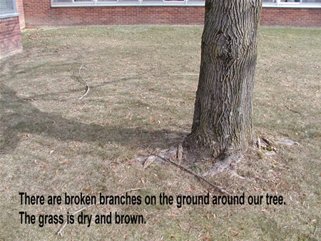 Winter Tree Roots