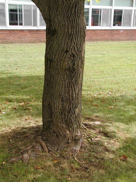 Ms. Taylor's Class - Fall Tree Trunk