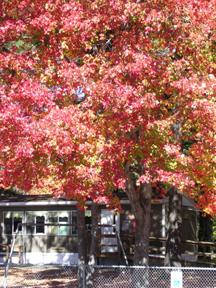 Fall Tree