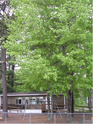 Spring Tree