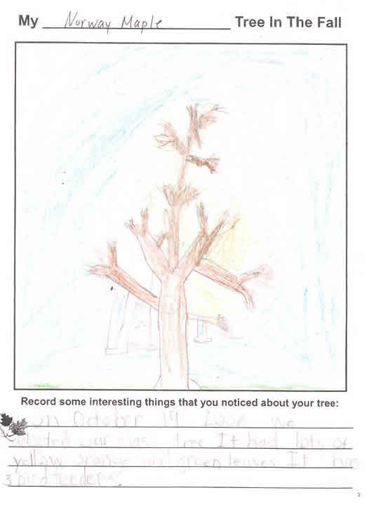 Andrew's Fall Tree