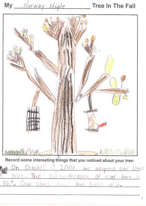 Sean's Fall Tree