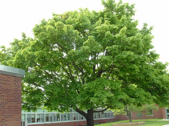 Spring Tree