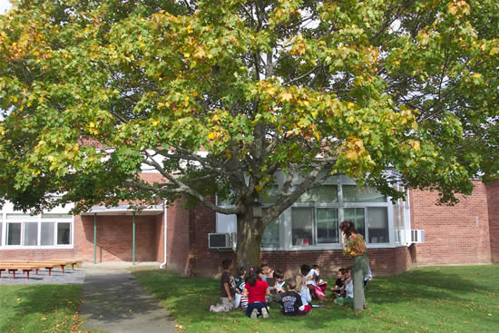 Mrs. Frankfort's Class - Fall Tree
