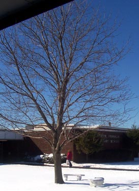 Winter Tree