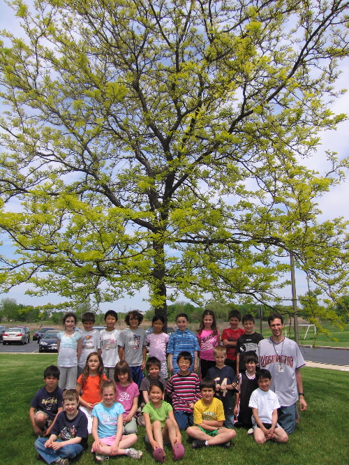 Spring Tree