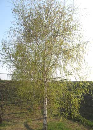 Spring tree