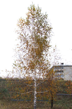 Our Birch Tree in Autumn