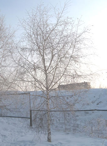 Winter Tree in Irkutsk