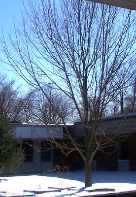 class tree