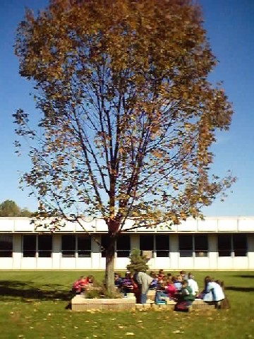class tree