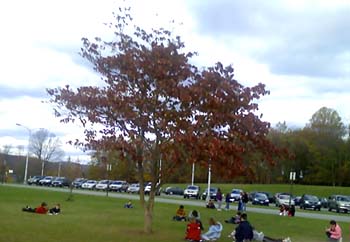 Mrs. Sotomayor's class tree