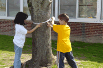 Measuring the circumference of our tree