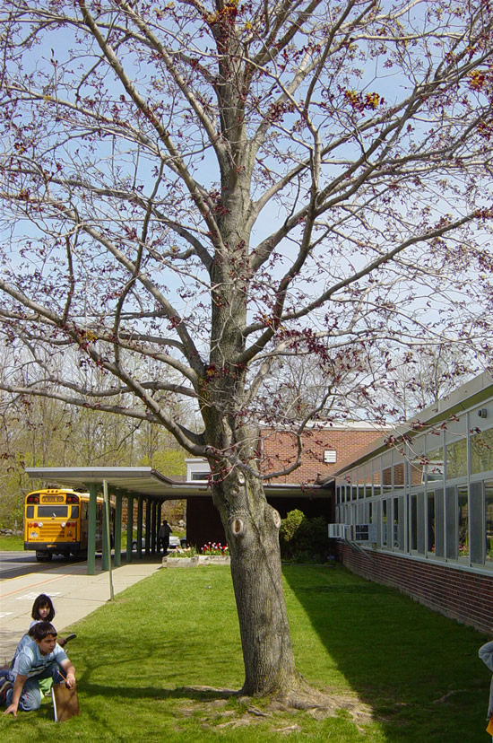 Spring Tree