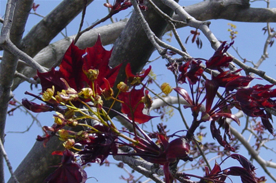 Branch on spring tree