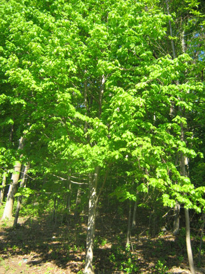 Spring Tree