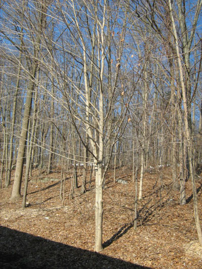 Winter Tree