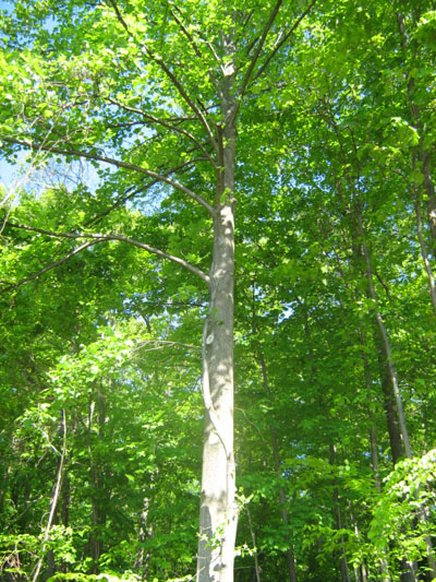 Spring Tree