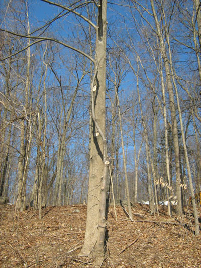Winter tree