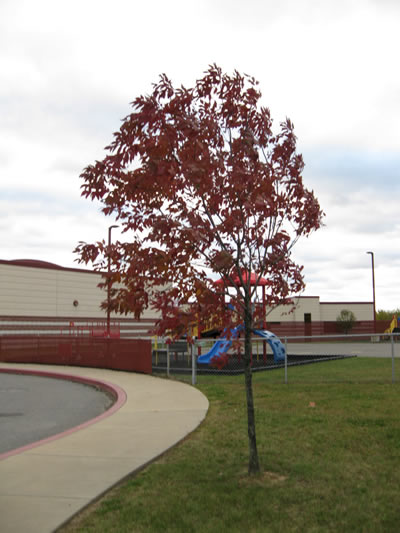 Fall Tree