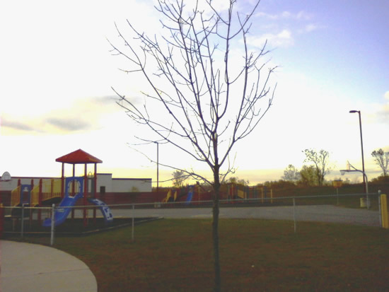 Fall Tree