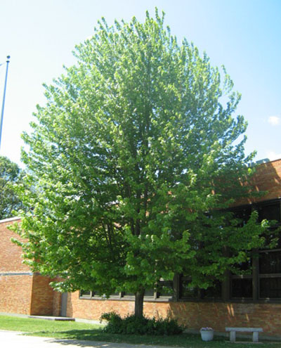 Spring Tree