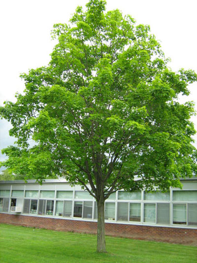 Spring Tree