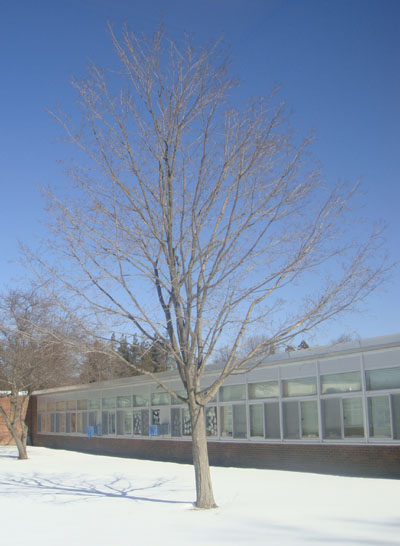 Winter Tree