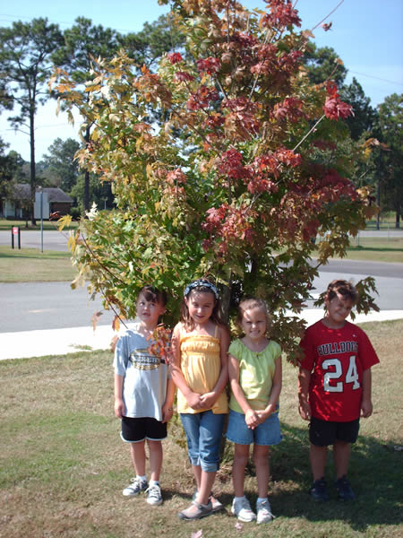 Our Tree in Fall