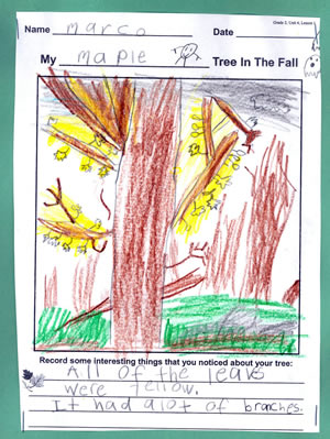Marco's Tree