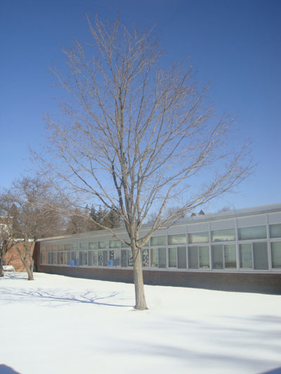 Winter Tree