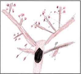 Srikar