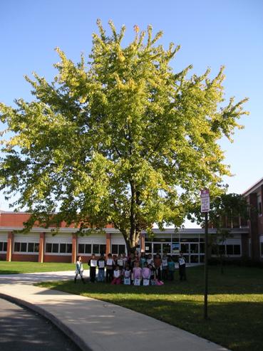 Fall Tree