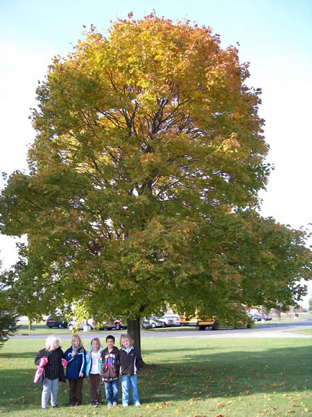 Fall Tree