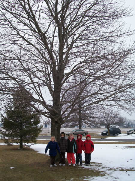 Winter Tree