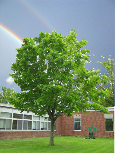 Spring Tree