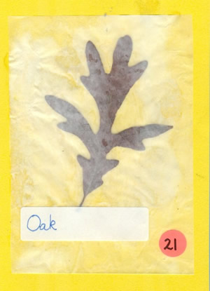 Oak Leaf