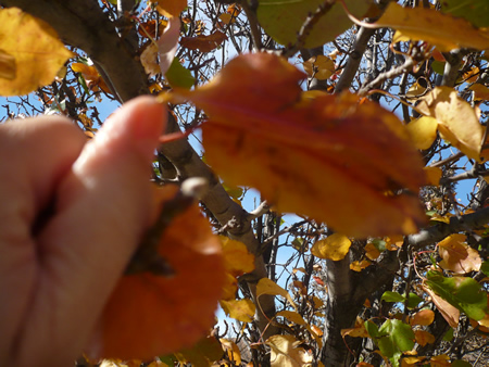 Fall Leaf