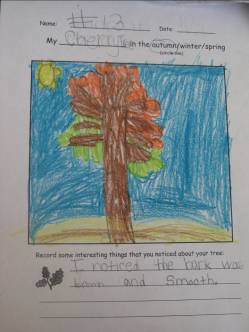 Autumn Tree