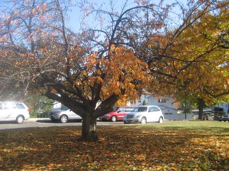 Fall Tree