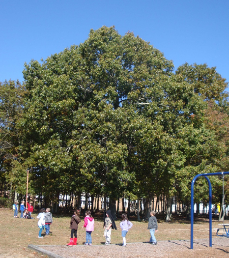 Our Fall Tree