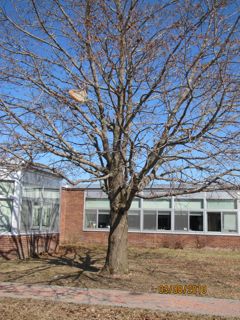 Winter Tree