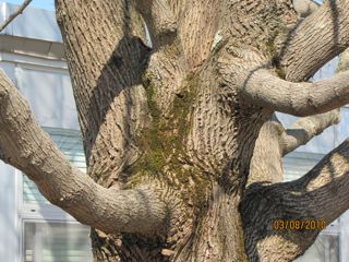 Winter Tree